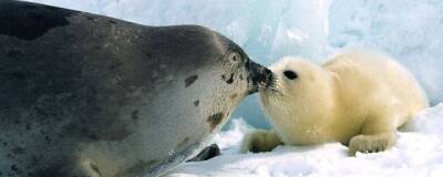 На льду Финского залива появились новорожденные тюленята