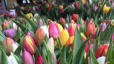 В Национальной ассоциации цветоводов прокомментировали ситуацию с тюльпанами в преддверии 8 Марта
