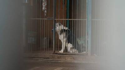 В Госдуме не поддержали закон о возможности убивать бездомных животных