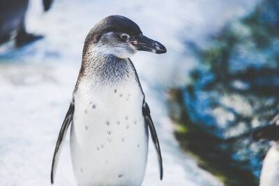 Свыше ста пингвинов и буревестников погибли на чилийском пляже