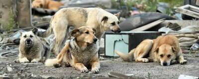 Депутаты Госдумы РФ не поддержали инициативу лишать жизни бездомных животных