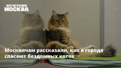 Москвичам рассказали, как в городе спасают бездомных котов