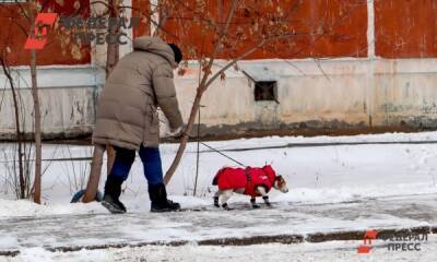 В Челябинске за убийство собаки осудили мужчину