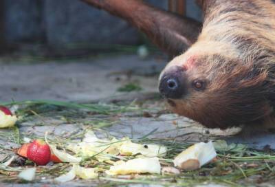 Ленинградский зоопарк показал видео, где ленивец Кузя обедает