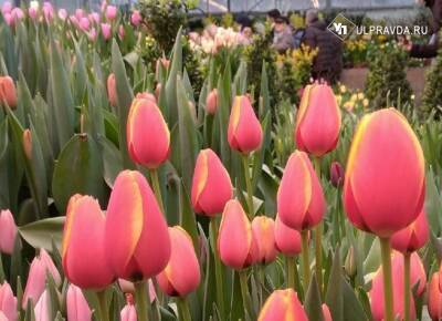 800 тысяч тюльпанов вырастили в Ульяновске к 8 Марта
