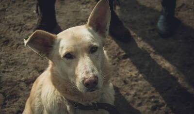 В Башкирии собаки искусали 5394 человека, а ветстанции снизили цену на стерилизацию