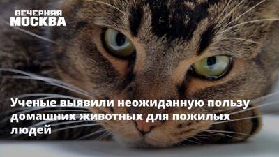 Сергей Агапкин - Ученые выявили неожиданную пользу домашних животных для пожилых людей - vm.ru