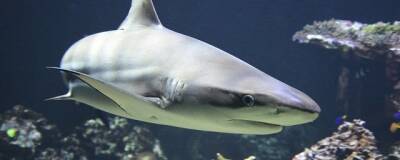 Ученые обнаружили в кормах для собак и кошек мясо акул исчезающих видов