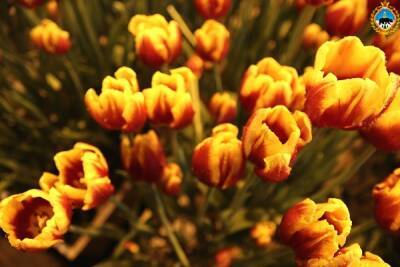 В теплице колонии в Сыктывкаре созрели семь тысяч тюльпанов