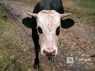 Поголовье скота увеличилось в Нижегородской области