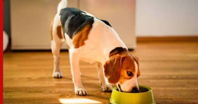 Правильное питание для собаки: как кормить питомца, чтобы он оставался здоровым