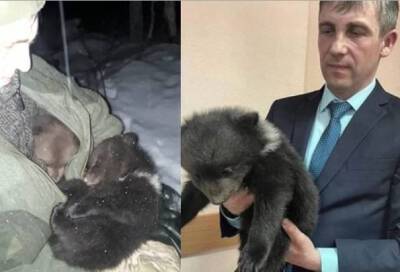 В Лужском районе спасли осиротевших медвежат, чью маму убили браконьеры