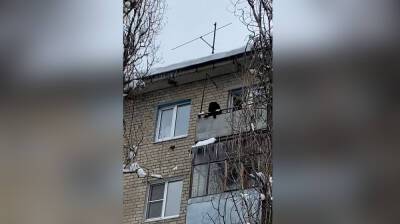 Воронежцы сообщили о лающей 3 дня на балконе огромной собаке: появилось видео