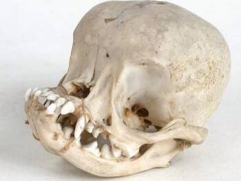 Вологжане скупают черепа мертвых собак
