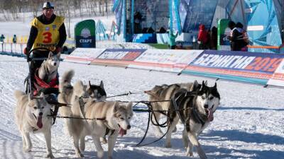 На Камчатке пройдёт гонка на собачьих упряжках «Берингия»