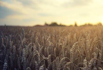 В Германии опасаются мирового голода без российской пшеницы