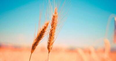 Миру предрекли голод из-за отсутствия российской пшеницы