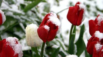 Воронежские синоптики спрогнозировали снег в весенний праздник