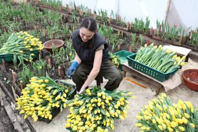 Иркутский «Горзеленхоз» планирует вырастить 1 млн тюльпанов к 2025 году