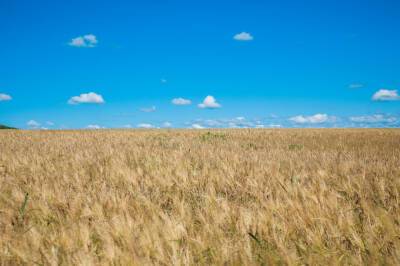 Эксперты сообщили о сокращении урожая в Европе без российских удобрений
