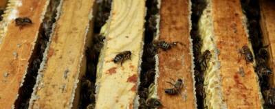 Проведение международного конгресса пчеловодов «Апимондия» в Уфе отменили