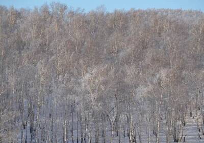 8 марта в Рязанской области похолодает до -11 °С