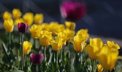 В Заводоуковске и Тюмени работают тепличные хозяйства где выращивают тюльпаны - nashgorod.ru - Тюмень - Голландия - Заводоуковск