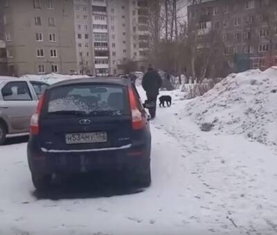 Соцсети: житель Дзержинска пытался застрелить собаку на глазах у детей