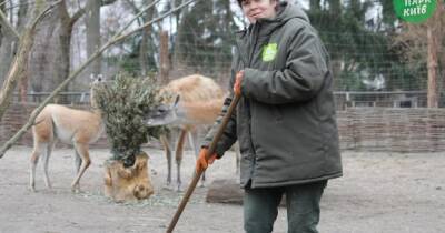 За время войны в Киевском зоопарке родились двое козлят и двое кошачьих лемуров