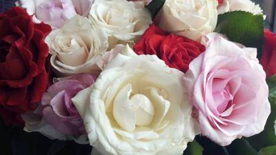 В подарок женщинам Таджикистана выбирают тюльпаны и розы