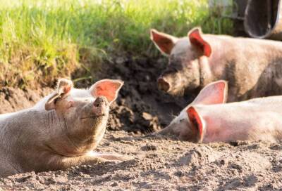Хрюканье свиней планируют расшифровать при помощи ИИ