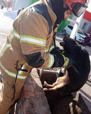 Спасатели вызволили пса со дна колодца теплотрассы