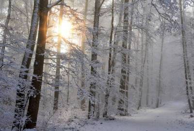 8 марта в Ленобласти ожидается не по весеннему холодная погода