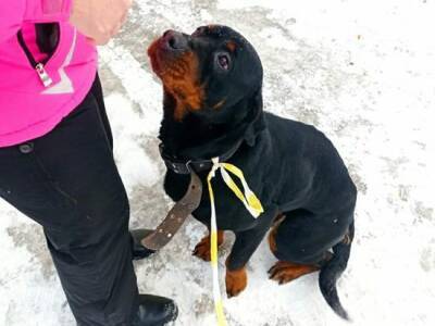 Двух привязанных собак оставили замерзать на улице в Новосибирске