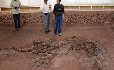 В Китае нашли останки нового вида динозавров — древнего предка стегозавра - Русская семерка