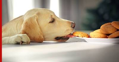 "Брось!": 5 советов, как отучить собаку воровать еду и предметы