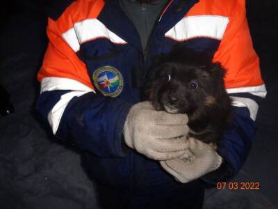 В Башкирии спасли двух щенков, застрявших между зданиями