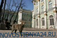 Музей Нидерландов отказался от взаимодействия с Эрмитажем - novostidnya24.ru - Россия - Украина - Санкт-Петербург - Голландия - Амстердам