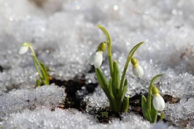 В среду в Ленобласти ожидается небольшой снегопад