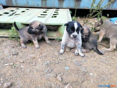 Три беспородных сахалинских щенка переехали жить в Канаду