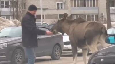 Отчаянный: зареченец угостил на парковке «ручного» лося