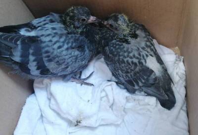 Из аварийного здания на Парнасе спасли голубят