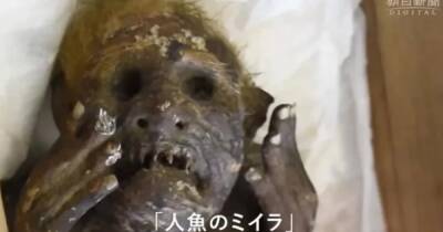 Хозяйки морей. В Японии начались исследования 300-летней мумии "русалки" (фото)