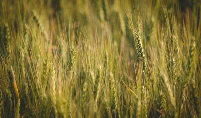 Стоимость весеннего посева в Башкирии в этом году увеличилась на 5 млрд рублей