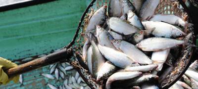 Власти Петрозаводска определили точки для торговли рыбой