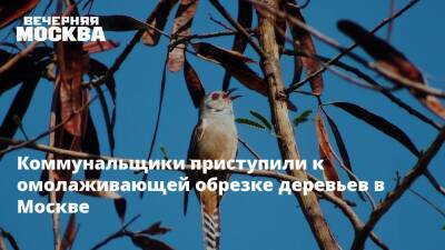 Коммунальщики приступили к омолаживающей обрезке деревьев в Москве