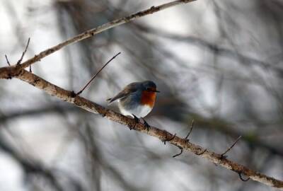 Перепись птиц провели в Валдайском национальном парке