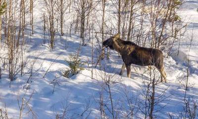 В Карелии браконьеры охотятся на лосей под видом «покатушек на снегоходах»