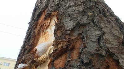 В Воронеже предложили ужесточить наказание для коммунальщиков за повреждённые деревья