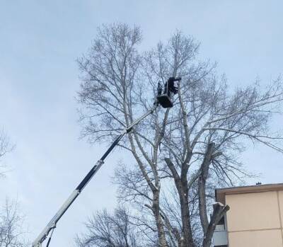В Ульяновске за неделю снесли 50 аварийных деревьев